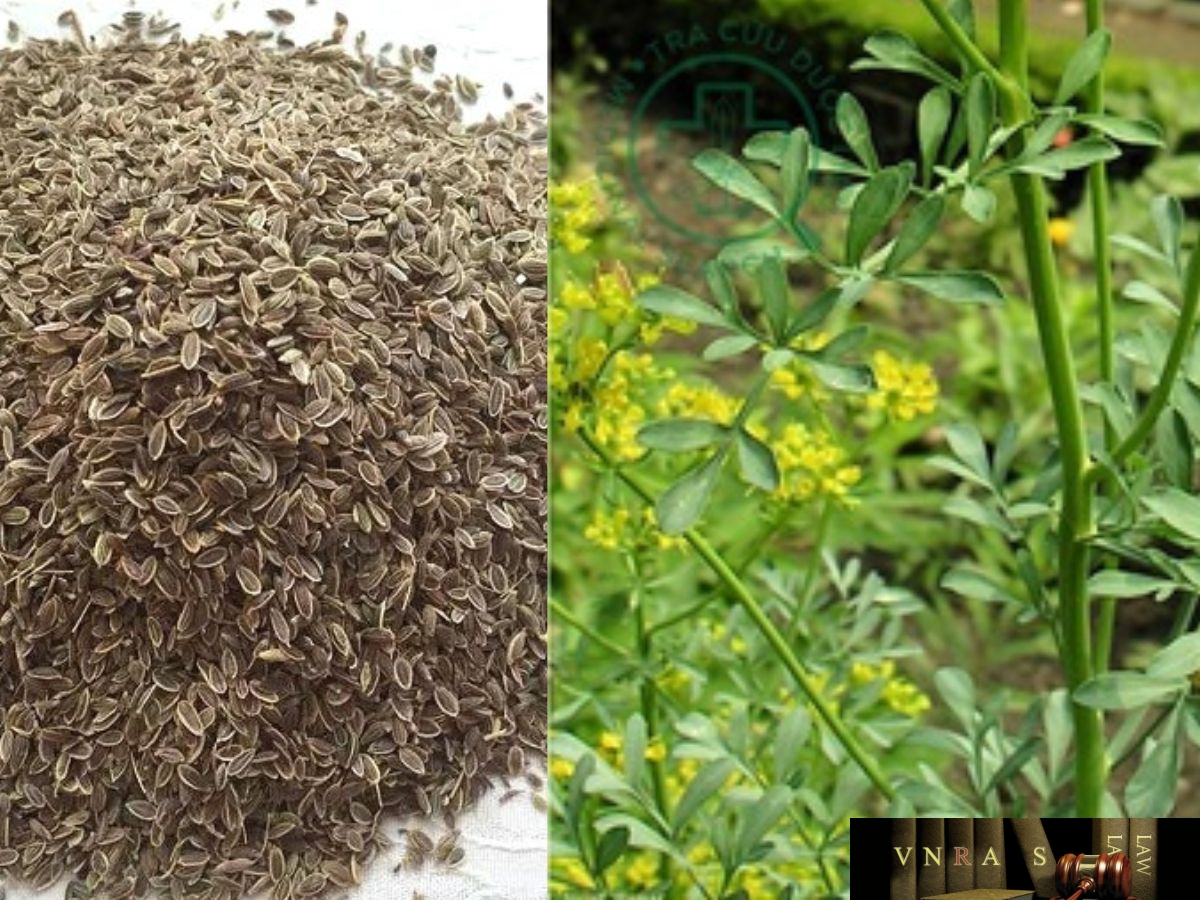 Cửu lý hương khô và tươi