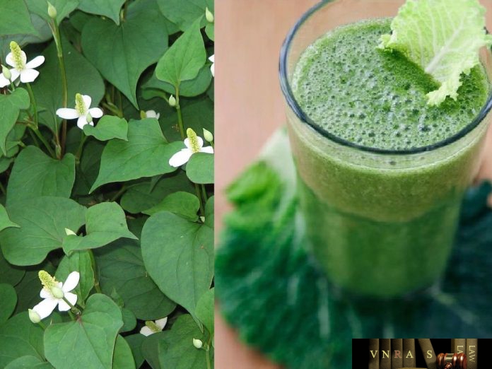 diếp-cá-1 Cây diếp cá