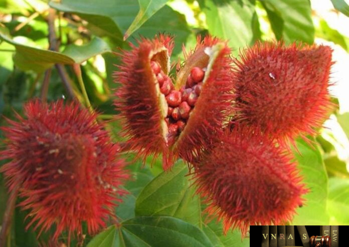 Điều Nhuộm
