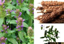 Cây Hạ Khô Thảo – Những cây thuốc và vị thuốc Việt Nam – Đỗ Tất Lợi Hạ Khô Thảo