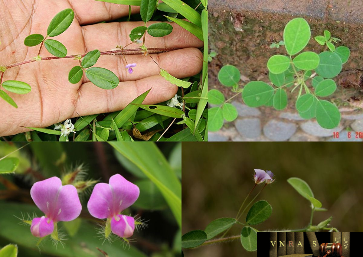 Phân bố cây Hàn The