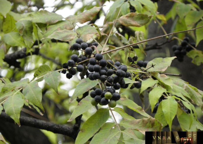 Hoàng Bá