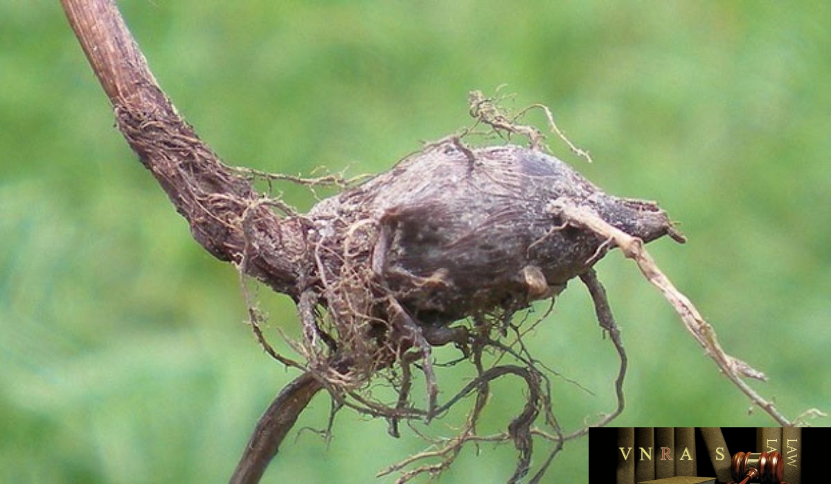 Hương Phụ (Cỏ Gấu) - Loại thuốc quý từ cỏ dại