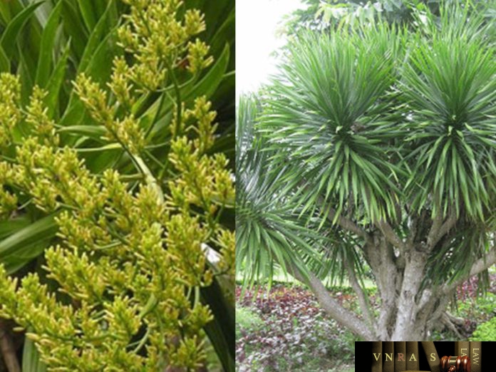 huyết-giác-1 Huyết Giác