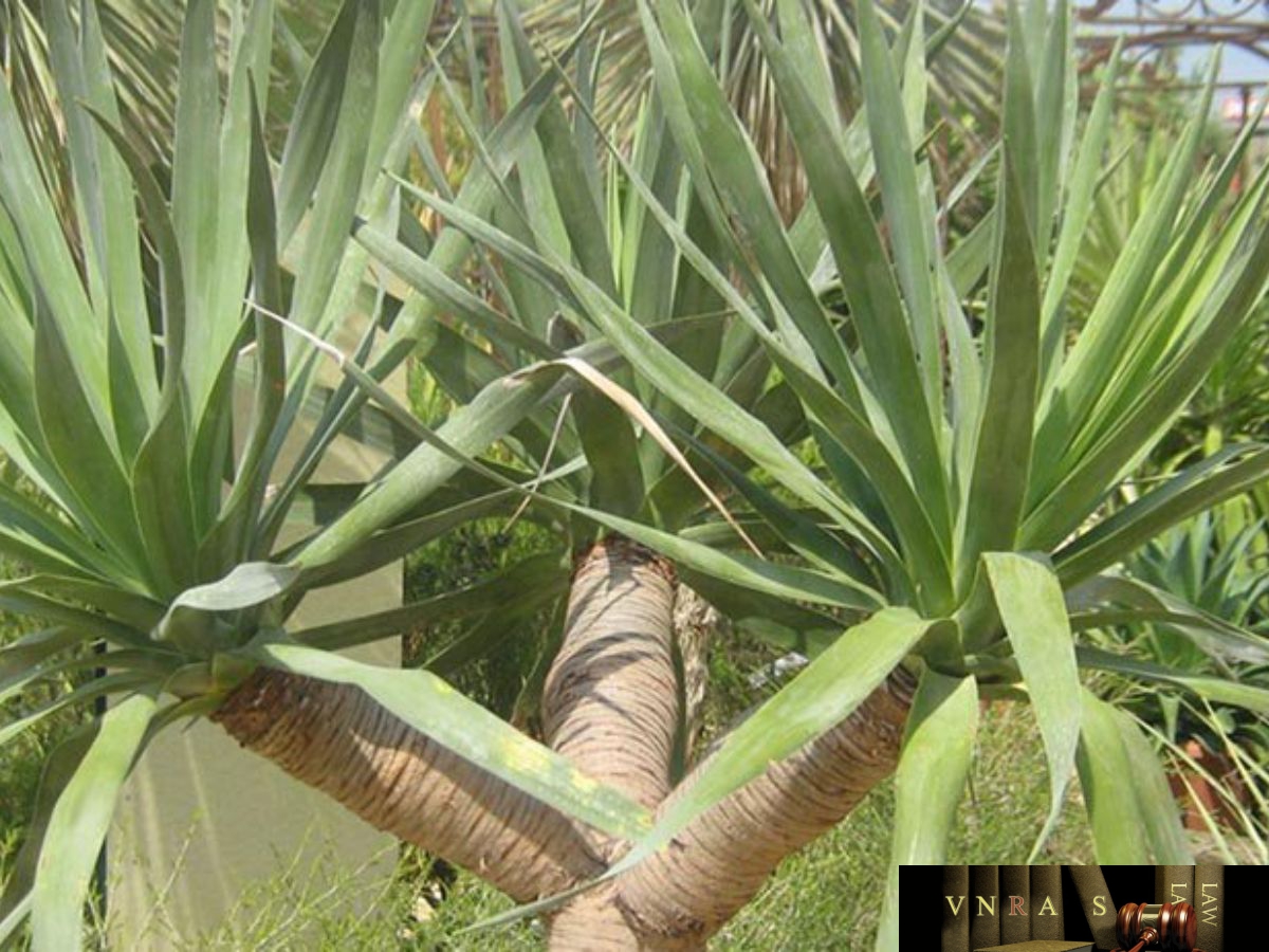 Cây huyết giác