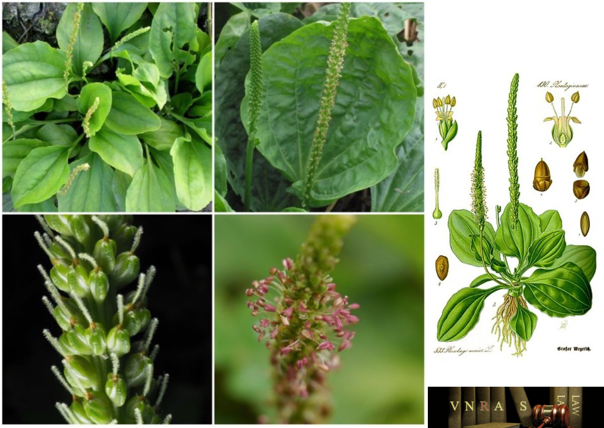 Mã Đề - Plantago asiatica
