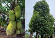 Mít – Những cây thuốc và vị thuốc Việt Nam – Đỗ Tất Lợi Cây Mít