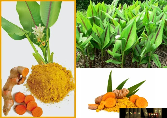 Nghệ