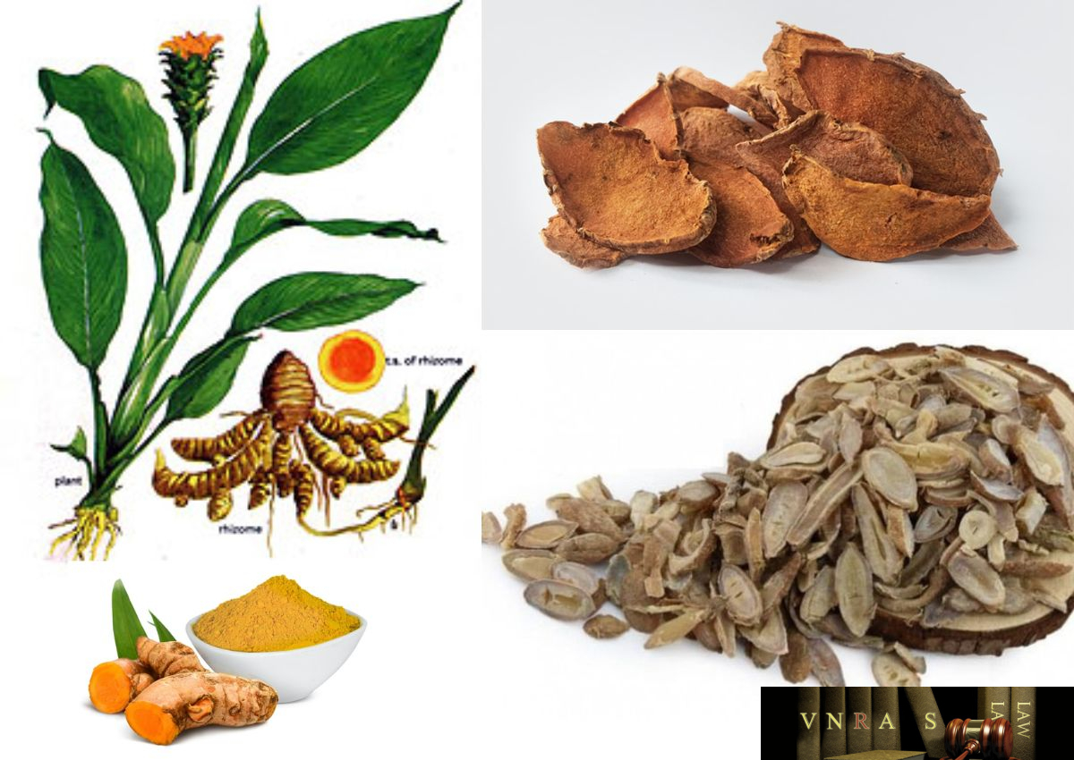 Nghệ - Curcuma longa L.