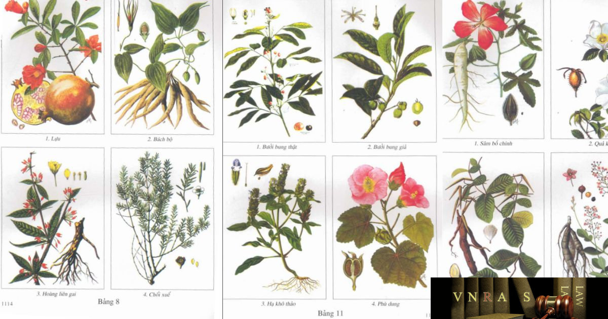 Tra cứu bằng ảnh màu
