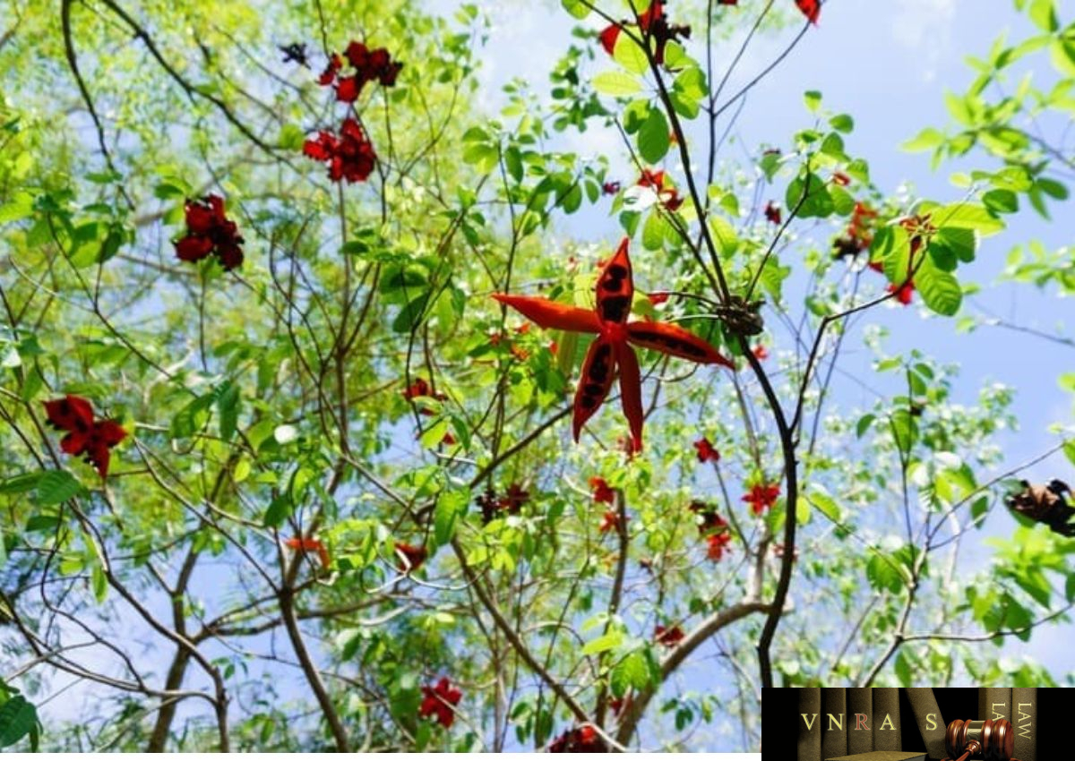 Phân bố Cây Sảng
