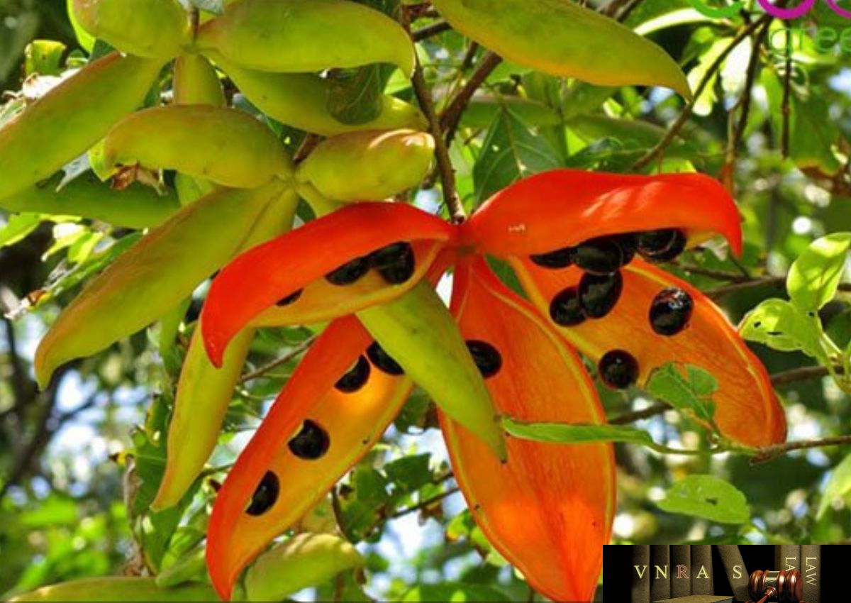 Đặc điểm của cây