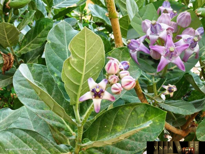 Cây Bồng Bồng