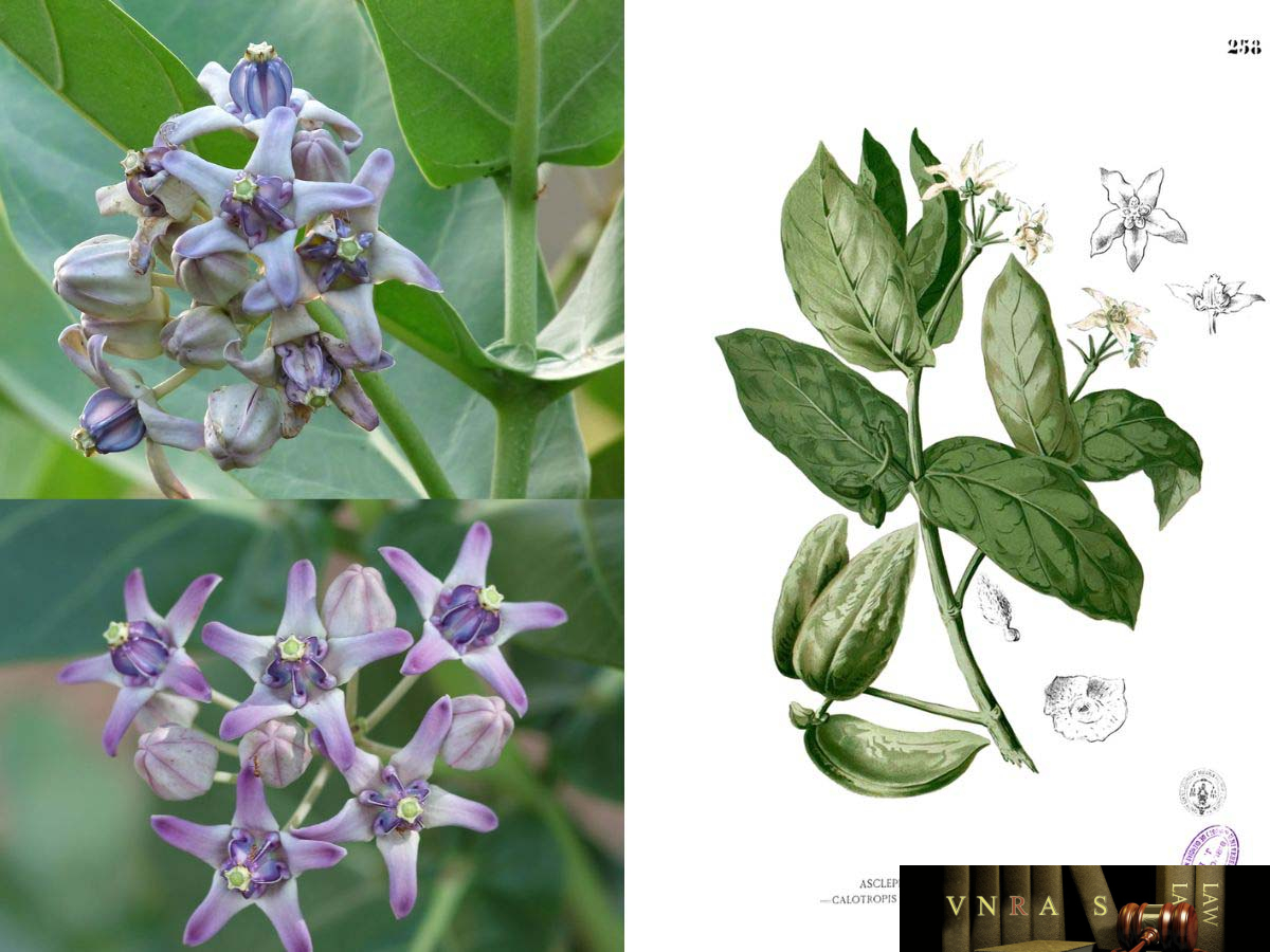 Hình ảnh Cây Bồng Bồng