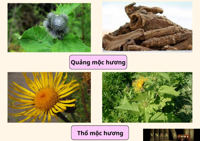 Cay-moc-huong-1 Cây Quảng mộc hương và cây Thổ mộc hương