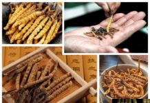 Đông Trùng Hạ Thảo (Trùng Thảo) – Những cây thuốc và vị thuốc Việt Nam – Đỗ Tất Lợi Đông Trùng Hạ Thảo (Trùng Thảo) - Những cây thuốc và vị thuốc Việt Nam - Đỗ Tất Lợi