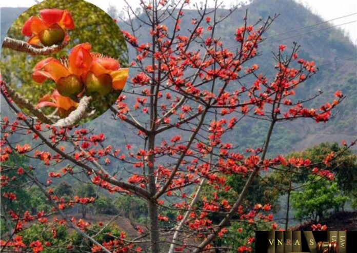 Cây Bông Gạo