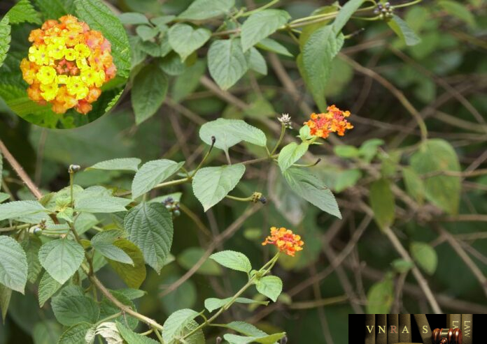 bong-oi-2 Cây Bông Ổi