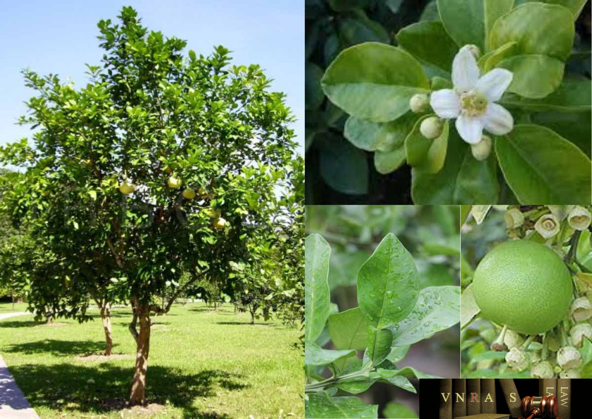 Cây Bưởi