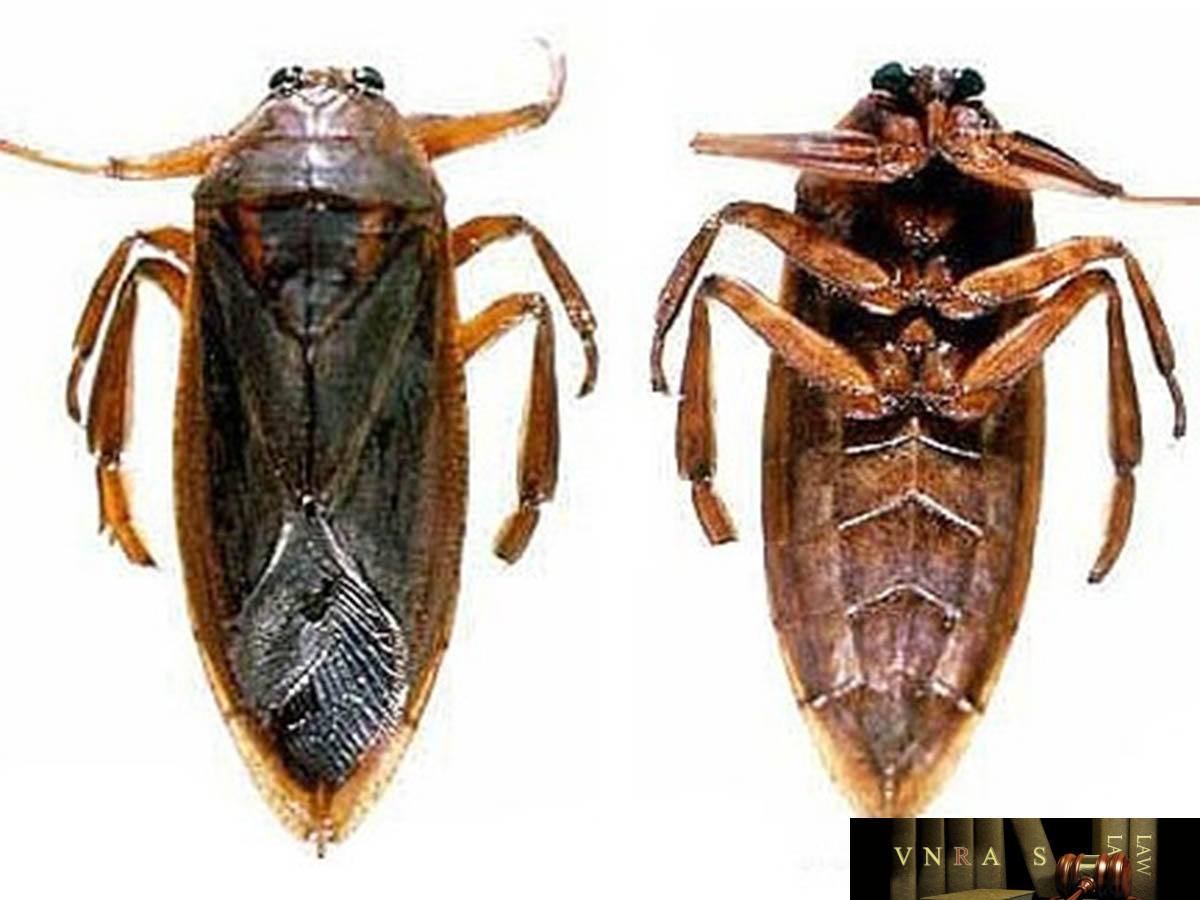 Cà Cuống