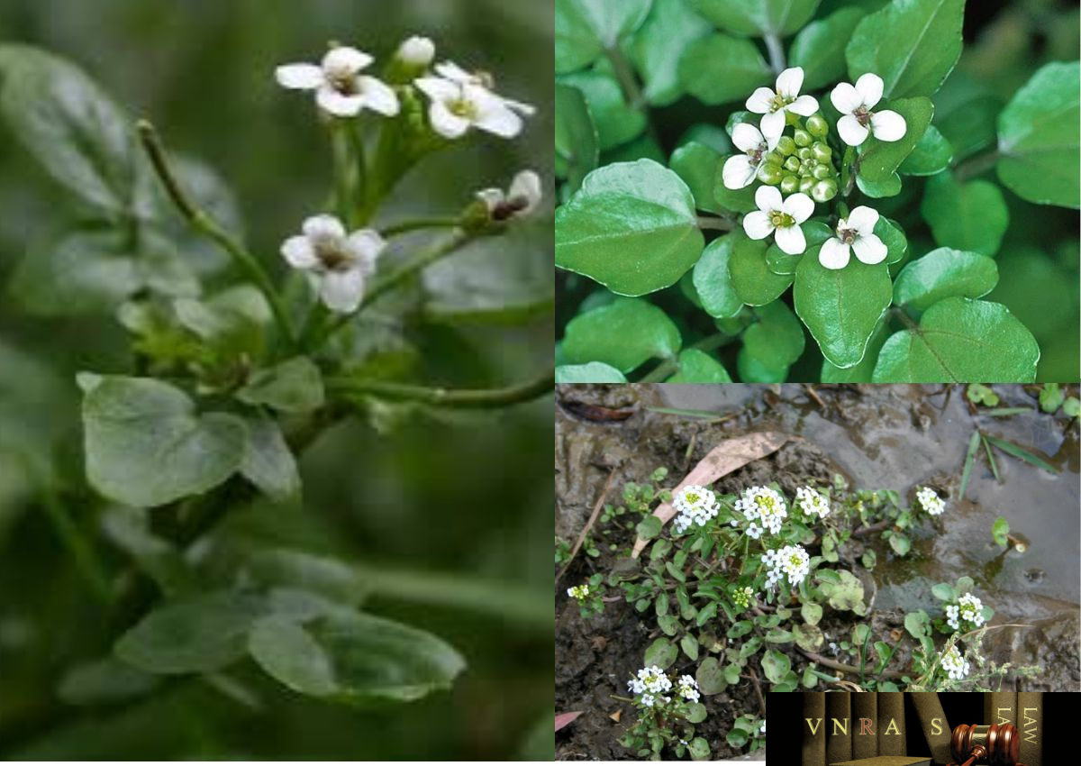 Cây Cải Xoong