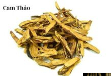 Cam Thảo