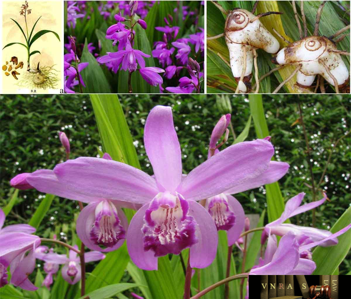Cây Bạch Cập