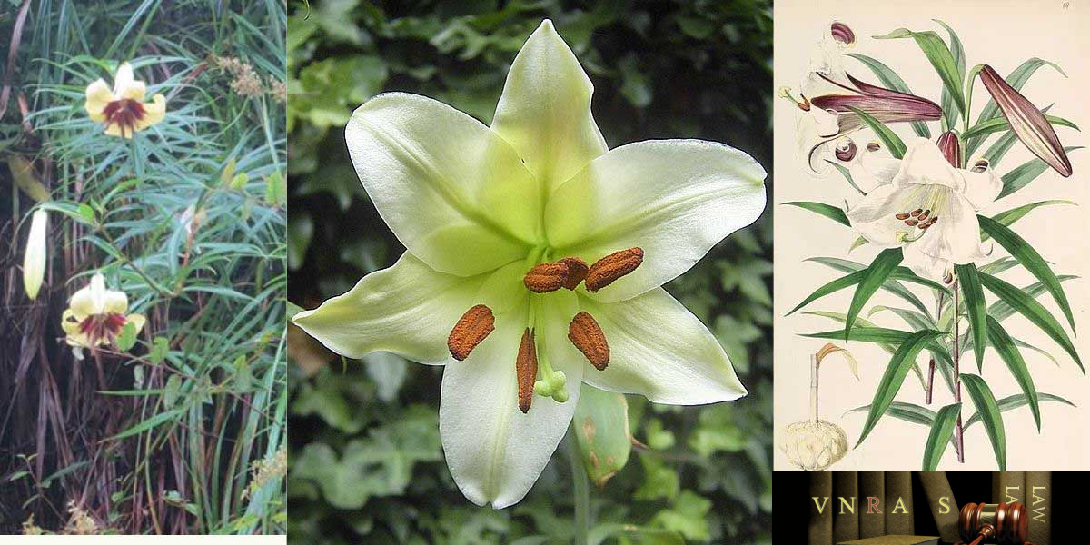 Hình ảnh Cây Bách Hợp