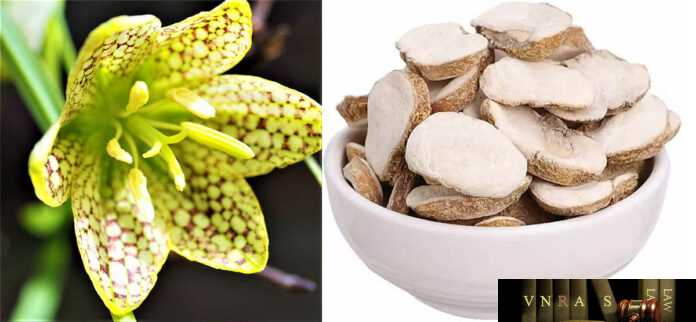 cay-boi-mau-1 Cây Bối Mẫu