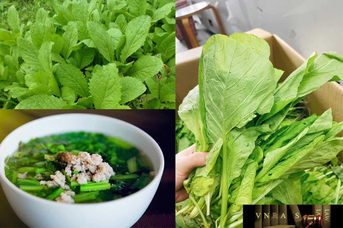 Hình ảnh Cây Cải Canh