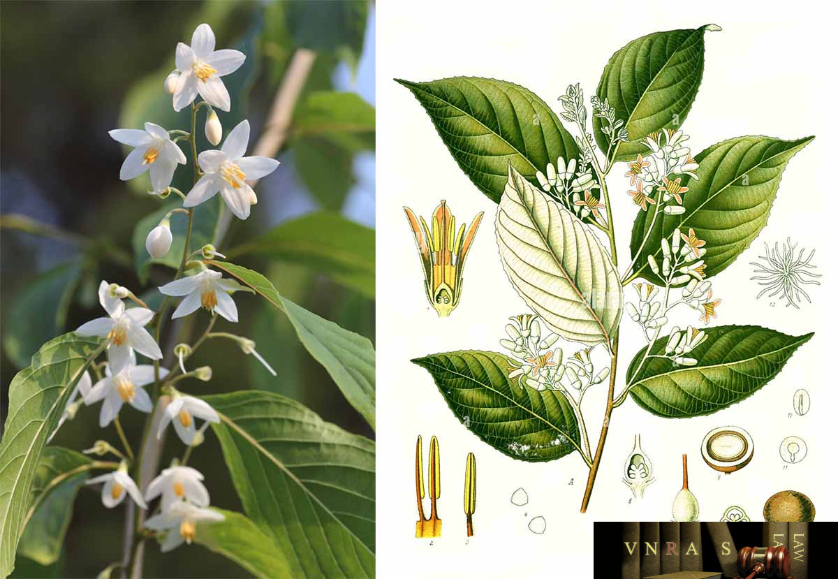 Hình ảnh Cây Cánh Kiến Trắng
