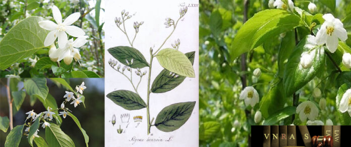 Cây Cánh Kiến Trắng