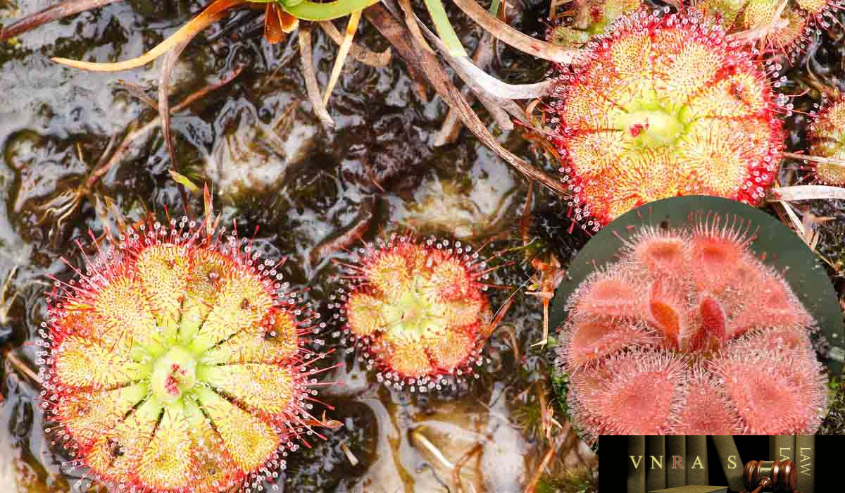 Cây Cỏ Trói Gà