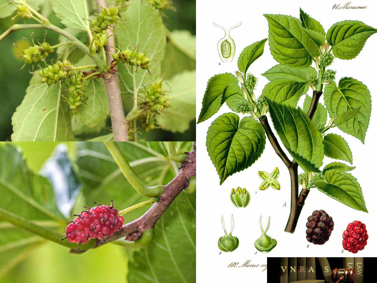 Hình ảnh Cây Dâu