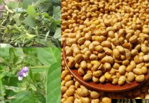 Cây Đậu Nành (Đậu Tương) – Những cây thuốc và vị thuốc Việt Nam – Đỗ Tất Lợi Cây Đậu Nành