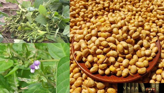 cay-dau-nanh-2 Cây Đậu Nành
