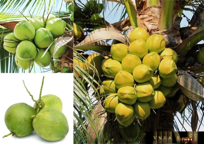 cay-dua-2 Cây Dừa