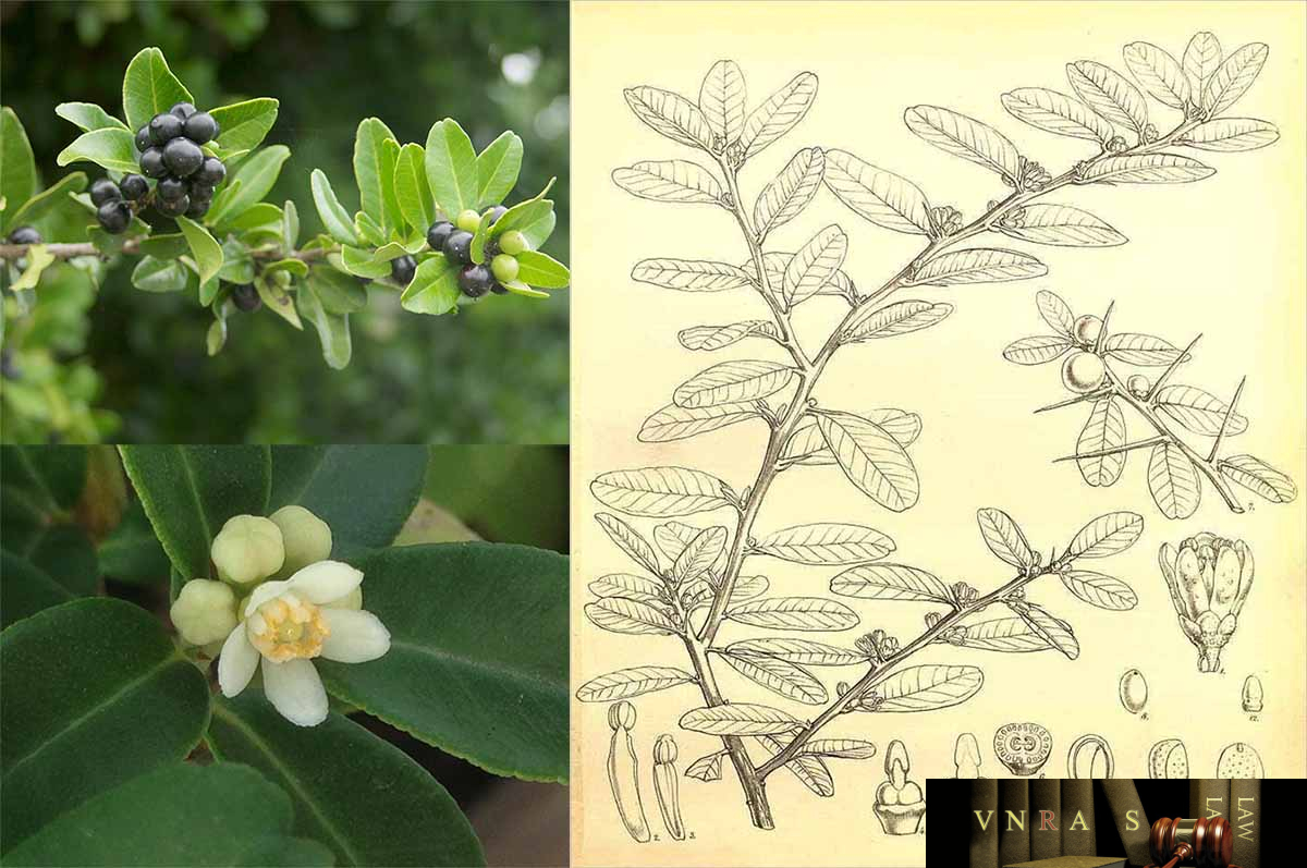 Hình ảnh Cây Gai Tầm Xoọng