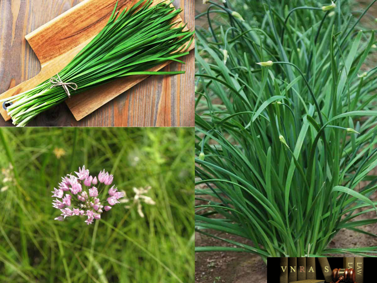 Hình ảnh Cây Hẹ