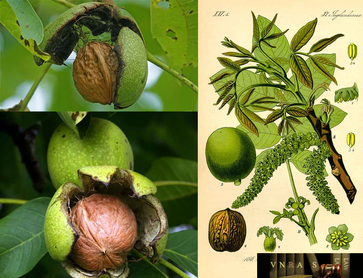 Cây Hồ Đào