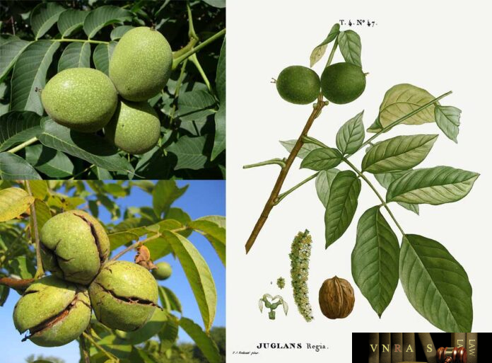 cay-ho-dao-2 Cây Hồ Đào