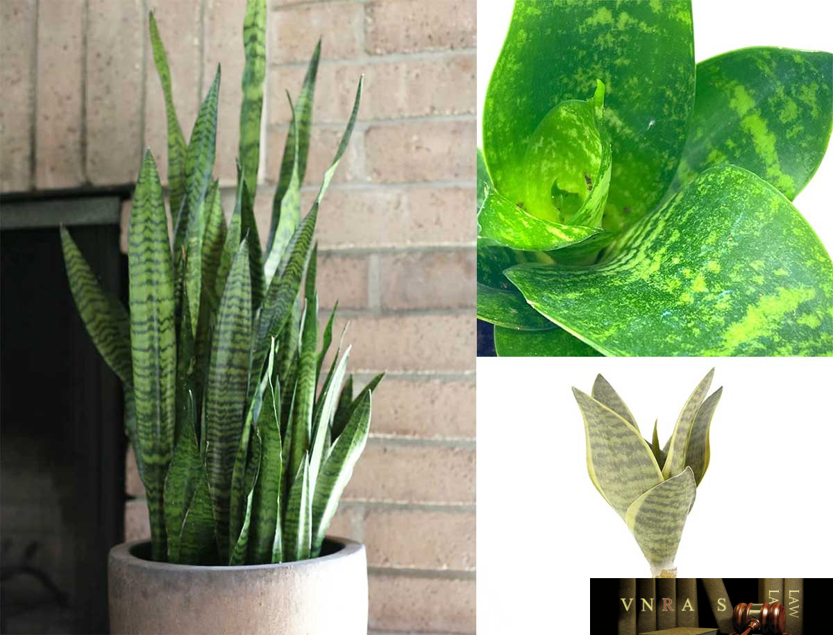 Hình ảnh Cây Hổ Vĩ