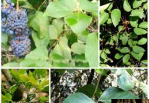 Cây Hồng Đằng (Kê Huyết Đằng) – Những cây thuốc và vị thuốc Việt Nam – Đỗ Tất Lợi Cây Hồng Đằng