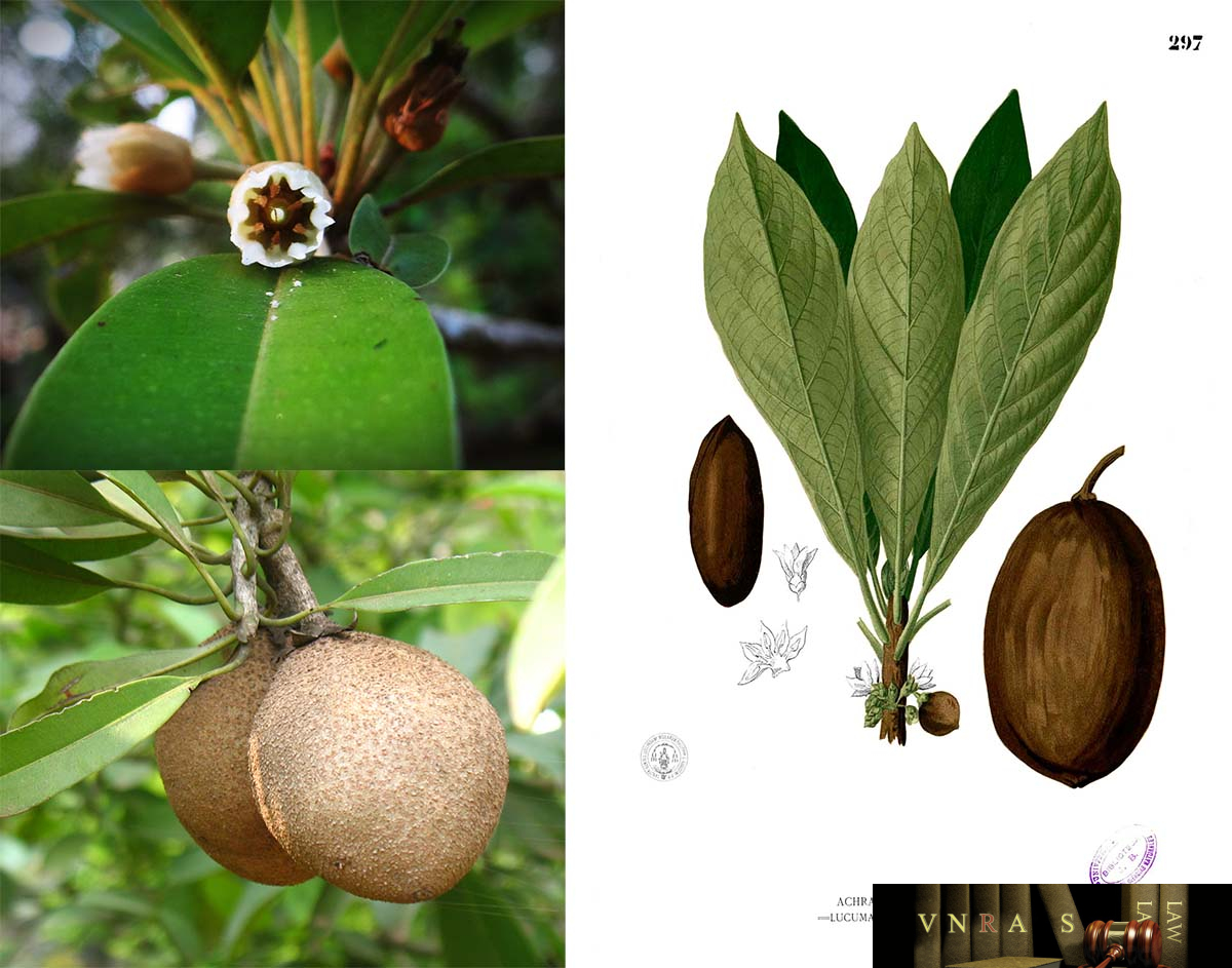 Cây Hồng Xiêm