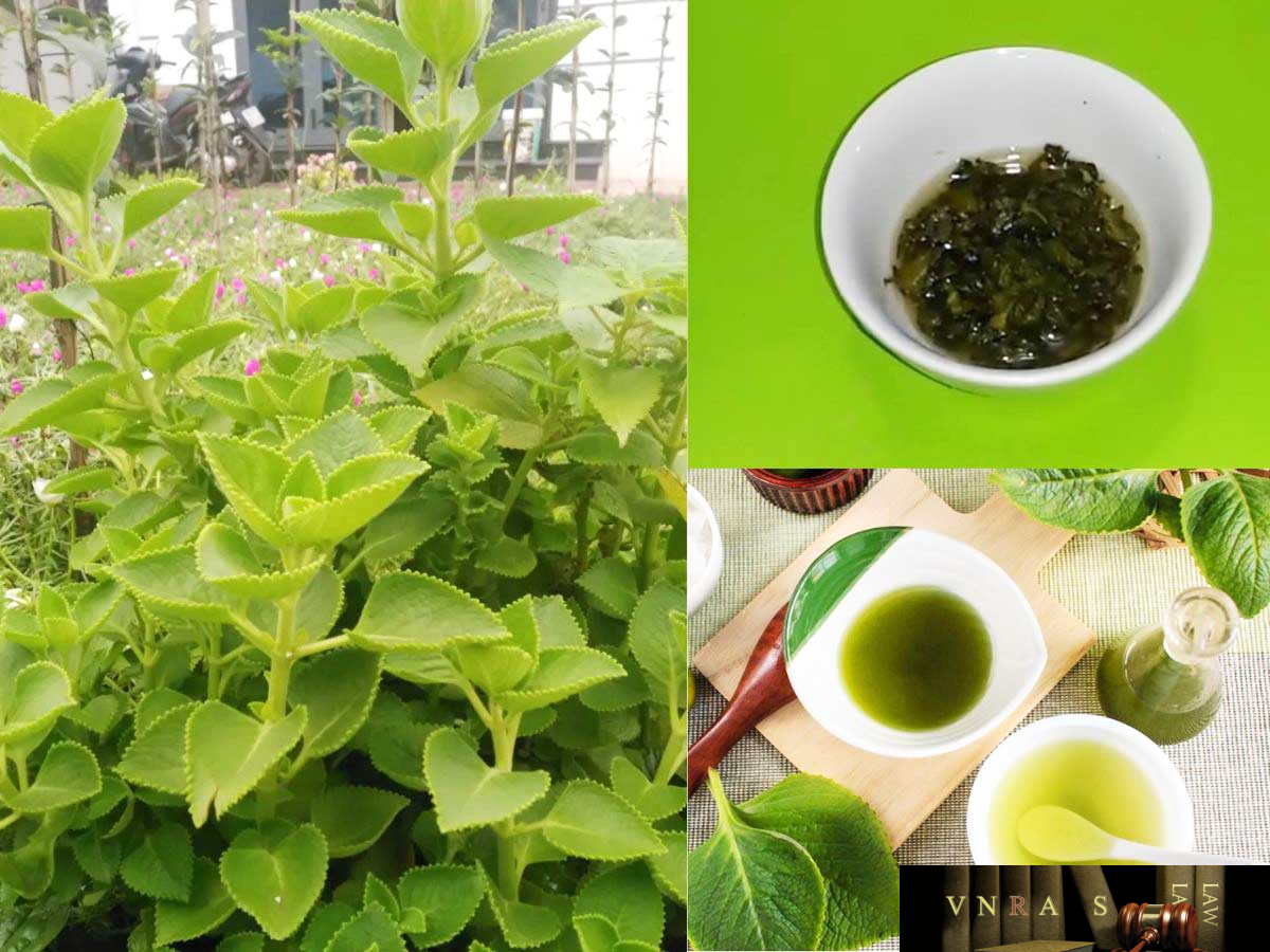 Hình ảnh Cây Húng Chanh