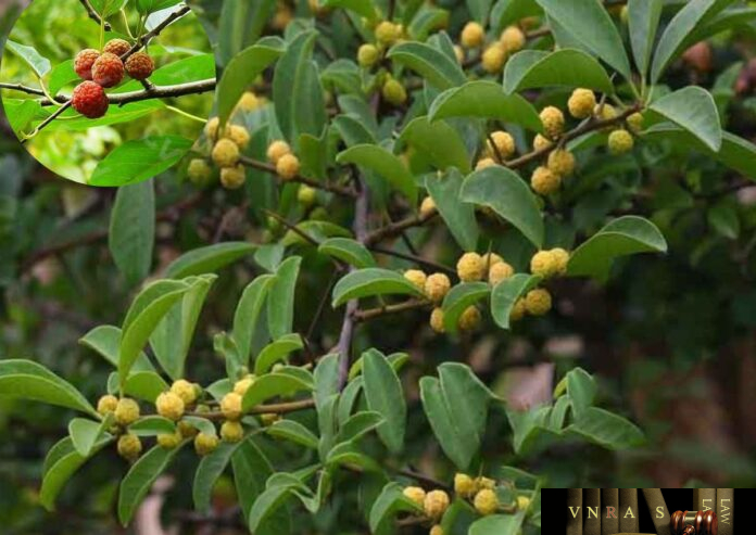 Cây Mỏ Quạ