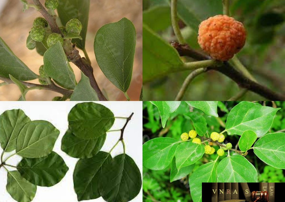 Cây Mỏ Quạ