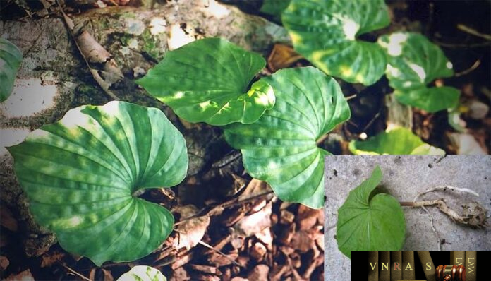 cay-mot-la-1 Cây Một Lá