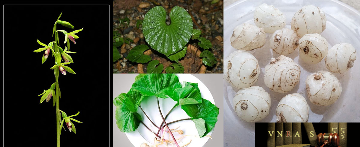 HÌnh ảnh Cây Một Lá