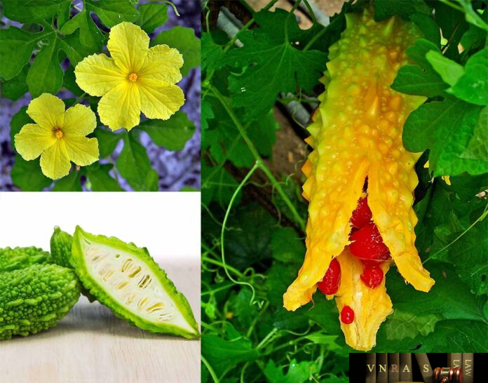 Cây Mướp Đắng